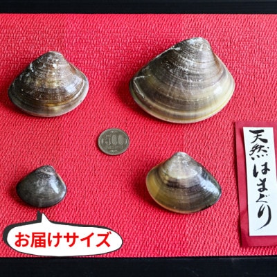 純国産 【貝専門店】 天然 はまぐり お吸い物サイズ 500g×4袋