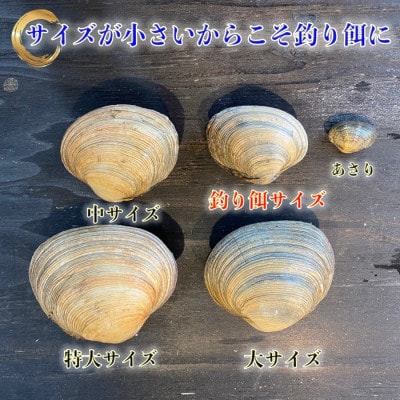岬だよりの【天然】大あさり釣り餌用 6個入り×4袋セット