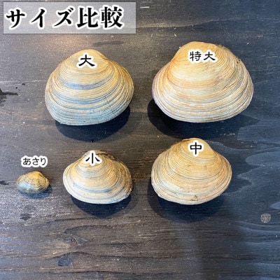 純国産【貝専門店】 天然 大アサリ 知多半島名物 半割り冷凍 特大サイズ 1kg 下処理済み