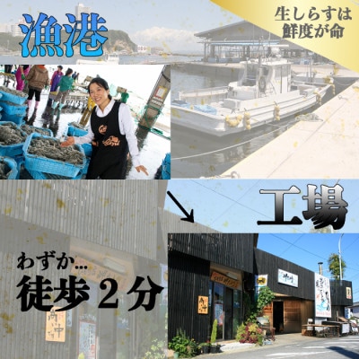 【知多半島産】 生しらす 釣り餌用 250g×1袋 岬だより