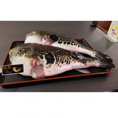 篠島産【天然とらふぐ】鍋用ぶつ切り
