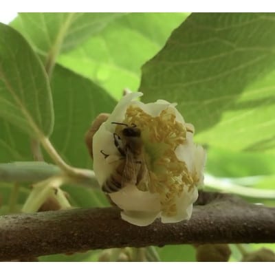 【栽培期間中農薬・化学肥料不使用】あま～いキウイフルーツ中玉1.5kg (16個前後)