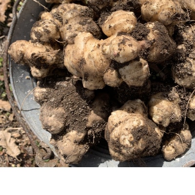スーパーフード【栽培期間中農薬・化学肥料不使用】干し菊芋 200g