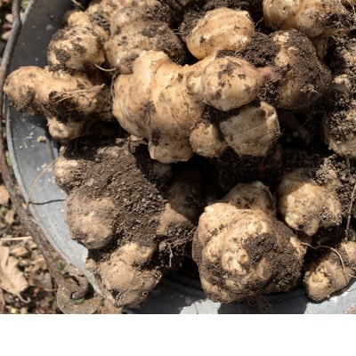 スーパーフード【栽培期間中農薬・化学肥料不使用】干し菊芋 250g