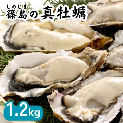 特上・篠島の殻付き真牡蠣1.2kg(生食用かき・CAS冷凍カキ)海鮮バーベキューBBQ、浜焼きに