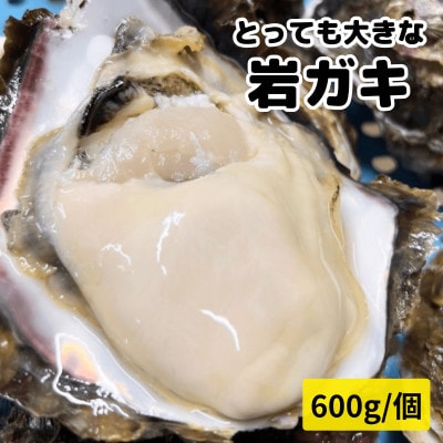 XXL・天然岩牡蠣600g(1個・殻付き・生食用岩ガキの特上品)CAS冷凍カキ 海鮮バーベキューに