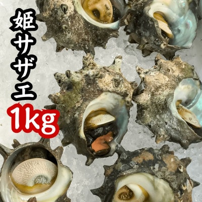天然 姫サザエ1kg(15〜20個・三河湾産)身が柔らかい!旨味ギュッ&CAS冷凍で鮮度抜群!訳あり