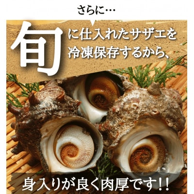 天然 姫サザエ1kg(15〜20個・三河湾産)身が柔らかい!旨味ギュッ&CAS冷凍で鮮度抜群!訳あり