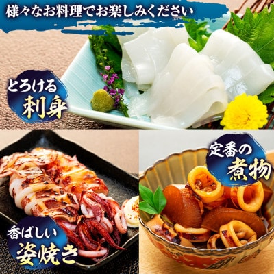 愛知県産　剣先イカ(アカイカ)2袋