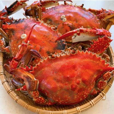 南知多町産 活〆ワタリガニ(オス) 約1kg (200～400g×3匹～5匹) 氷〆 レシピ付き