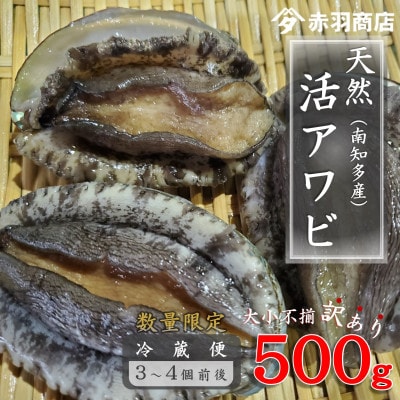 訳あり 南知多町産 天然活アワビ 約500g (2～4個) 捌き方のレシピ付き 大小不揃い