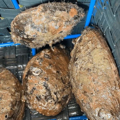 訳あり 南知多町産 天然活アワビ 約500g (2～4個) 捌き方のレシピ付き 大小不揃い