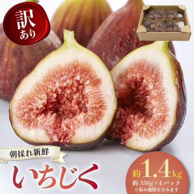 【2026年産先行予約】愛知県南知多町産　訳あり いちじく 約350g×4パック 計約1.4kg