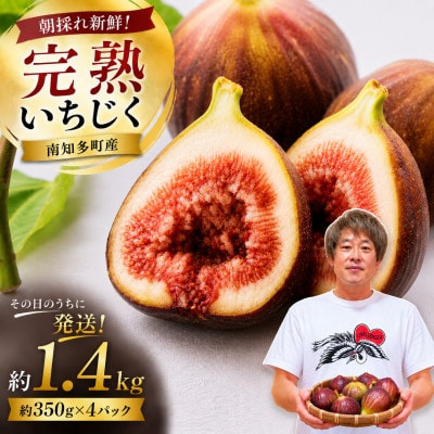 【2026年産】愛知県南知多町産　訳あり いちじく 約350g×4パック 計約1.4kg