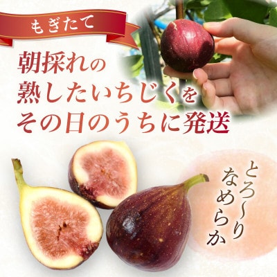 【2026年産先行予約】愛知県南知多町産　訳あり いちじく 約350g×4パック 計約1.4kg