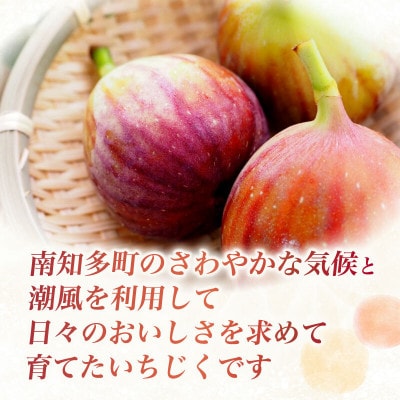 【2026年産先行予約】愛知県南知多町産　訳あり いちじく 約350g×4パック 計約1.4kg