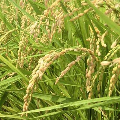 那賀町相生産のお米「あきさかり」白米10kg