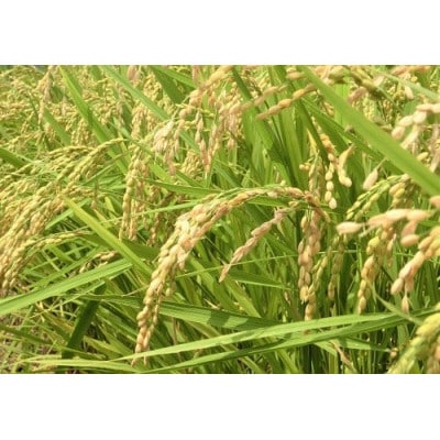 那賀町相生産ヒノヒカリ白米10kg