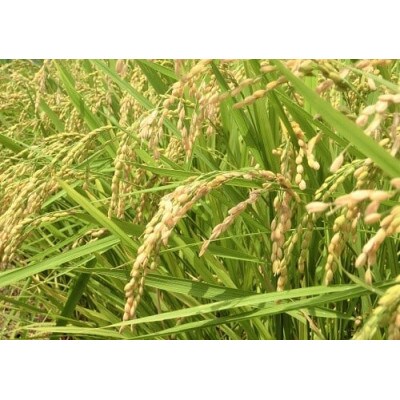 那賀町相生産キヌヒカリ白米10kg