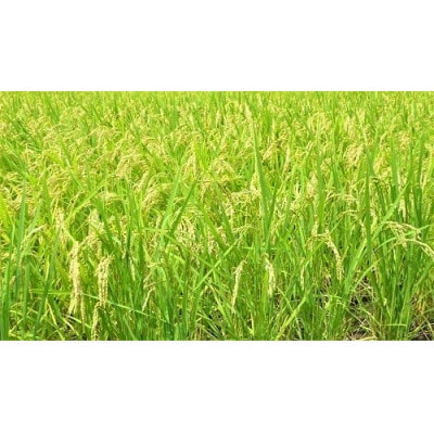 那賀町相生産キヌヒカリ玄米10kg