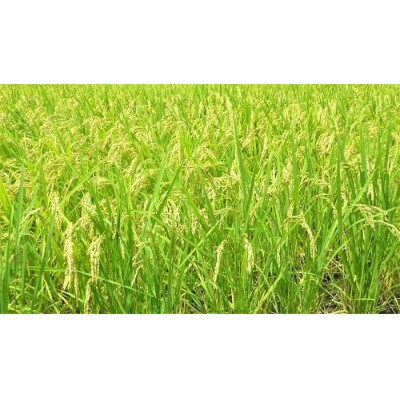 那賀町相生産コシヒカリ玄米10kg