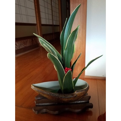 あいおい万年青