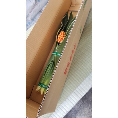 あいおい万年青