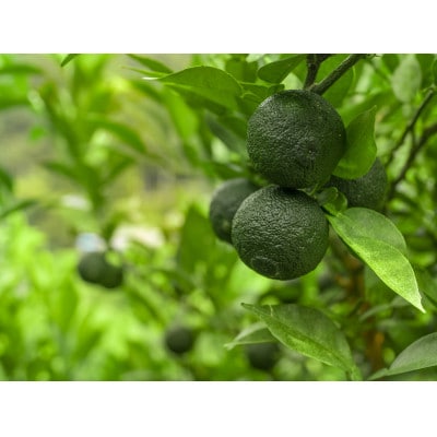 徳島産木頭柚子青果(青ゆず)1kg