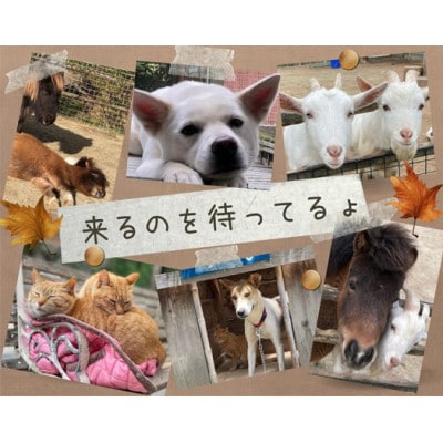 動物とふれあい&乗馬体験～馬に乗って林道散歩(外乗)～『わくわくコース』1名(ミニレッスン付き)