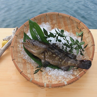 対馬産クエ鍋セット600g(2～3人前)