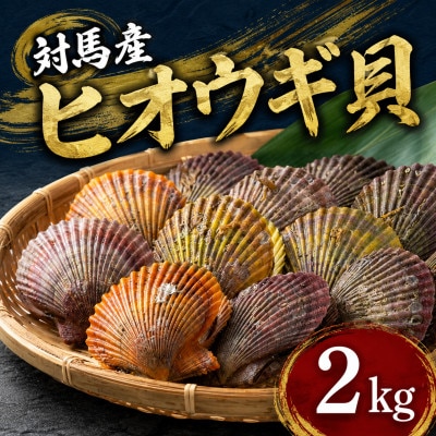 対馬の2枚貝ヒオウギ貝