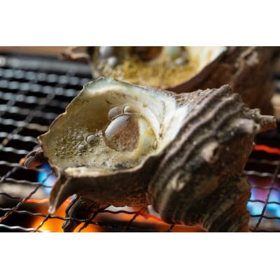 対馬荒磯さざえ2.5kg
