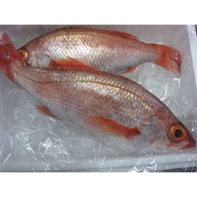 対馬　早田流のどぐろの開き3枚