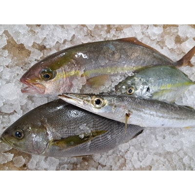 対馬のお魚(小潮)セット