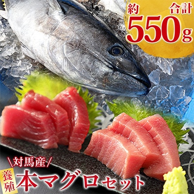 【対馬産】養殖本マグロセット　B