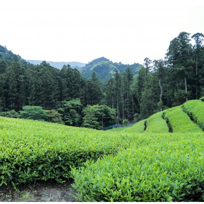 対馬のお茶入り とらやま缶
