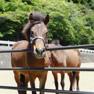 対馬のお茶入り 対州馬缶