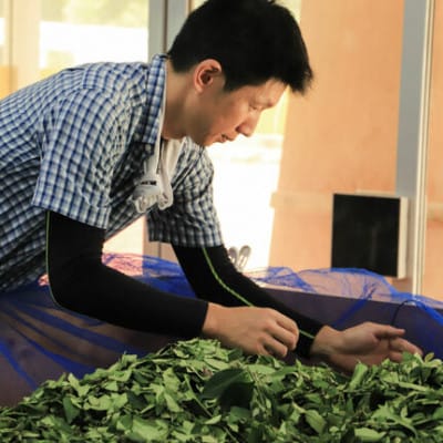 対馬のお茶入り 対州馬缶