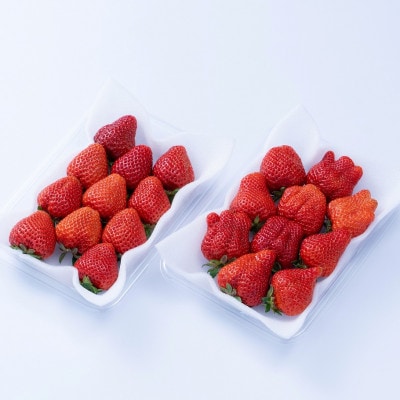 【11月下旬より順次発送】フルーツ専門店が選んだ「あまおう苺」冬250g×2パック(大野城市)