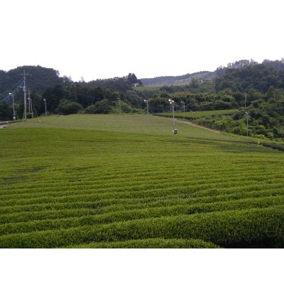 八女茶ギフト　煎茶120g×2缶・白折茶120g×1缶 2824-065