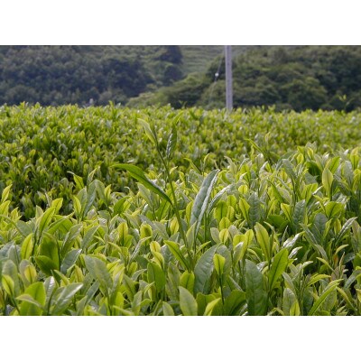 八女茶ギフト　煎茶90g×1箱・白折茶90g×1箱・玄米茶90g×1箱　2824-047