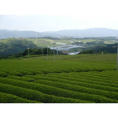 八女茶ギフト　煎茶90g×1箱・白折茶90g×1箱・玄米茶90g×1箱　2824-047