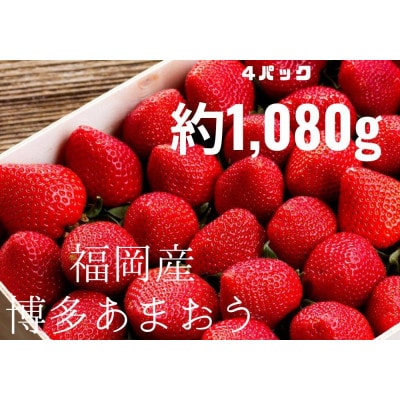【2024年1月下旬より順次発送】農家直送 朝採り新鮮いちご【博多あまおう】約270g×4パック
