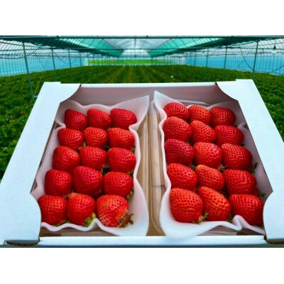 【11月下旬より順次発送】農家直送 朝採り新鮮いちご【博多あまおう】約270g×2パック