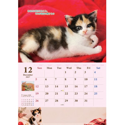 ねこともクッキー&2027ねこともカレンダー(保護猫&地域猫)