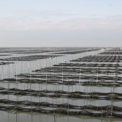 【さとふる限定】福岡有明海産 初摘み味海苔(九州醤油) 6本セット(計480枚)(大野城市)