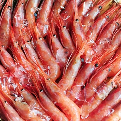 大好評!よねはるお薦めの越前甘エビ1.5kg【中サイズ・卵なし】500g×3箱でお届けします!