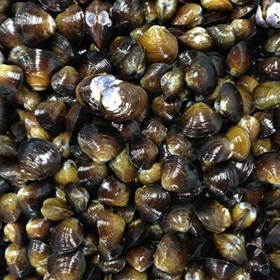 汽水湖の冷凍シジミ【久々子湖産】 1.2kg