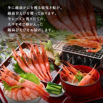 お世話になったあの方へ☆【のし付き】越前甘エビ【卵あり大サイズ】約30尾/1箱