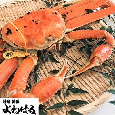 【2月上旬頃より順次お届け】越前がに 大1杯